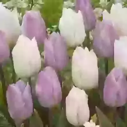 Two Tone Mix